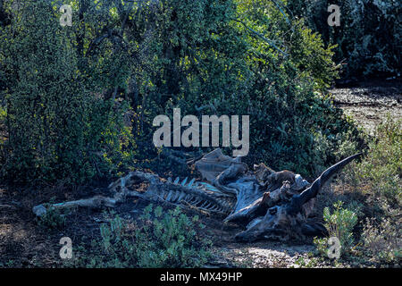 Skelett und Baum im Addo Elephant National Park, Eastern Cape, Südafrika Stockfoto