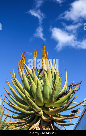 Landschaft mit bitteren Aloe in Blume im Addo Elephant National Park, Eastern Cape, Südafrika Stockfoto