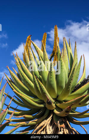 Landschaft mit bitteren Aloe in Blume im Addo Elephant National Park, Eastern Cape, Südafrika Stockfoto