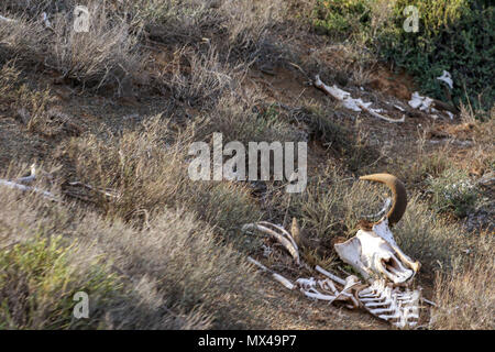 Skelett und Baum im Addo Elephant National Park, Eastern Cape, Südafrika Stockfoto