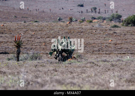 Cactus und Kap Aloe in südafrikanischen Landschaft Stockfoto