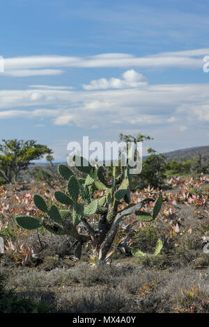 Cactus wild wachsen im Addo Elephant National Park, Cape, Südafrika Stockfoto