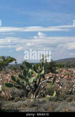 Cactus wild wachsen im Addo Elephant National Park, Cape, Südafrika Stockfoto