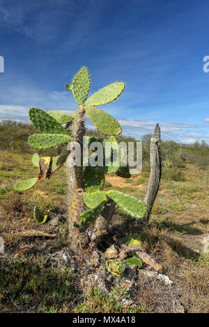 Cactus wild wachsen im Addo Elephant National Park, Cape, Südafrika Stockfoto