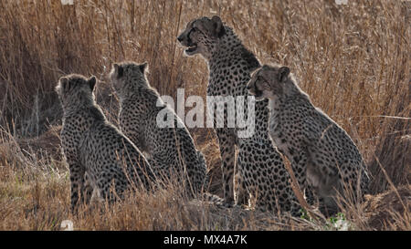 Cheetah Mutter mit 3 Tassen Stockfoto