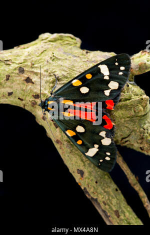 Eine rote Tiger Moth, Callimorpha dominula, auf einem schwarzen Hintergrund, die von Raupen in der Wildnis gefunden und nach Hg freigegeben wurde Stockfoto