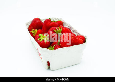 Erdbeeren im Karton, punnet von Erdbeeren auf weißem Hintergrund Stockfoto