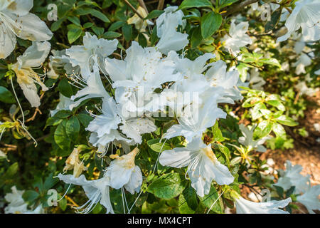 Makroaufnahme der strahlend weiße Rhododendron Blumen. Stockfoto