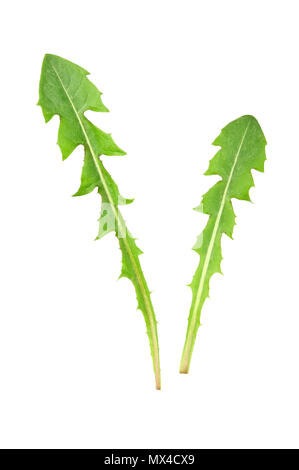 Löwenzahn (Taraxacum officinale) lässt auf weißem Hintergrund. Stockfoto