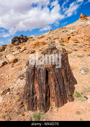 Aufrechte versteinertes Holz Baumstumpf in Wolverine Petrified Forest, Wolverine Creek Trail im Grand Staircase-Escalante National Monument in Utah. Stockfoto