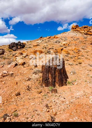 Aufrechte versteinertes Holz Baumstumpf in Wolverine Petrified Forest, Wolverine Creek Trail im Grand Staircase-Escalante National Monument in Utah. Stockfoto