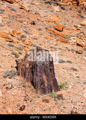 Aufrechte versteinertes Holz Baumstumpf in Wolverine Petrified Forest, Wolverine Creek Trail im Grand Staircase-Escalante National Monument in Utah. Stockfoto