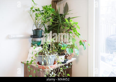 Grünen Garten Zimmerpflanzen im Winter durch Fenster Hinterhof Tür in Haus Keller auf Holzregal, mit LED-Licht Stockfoto