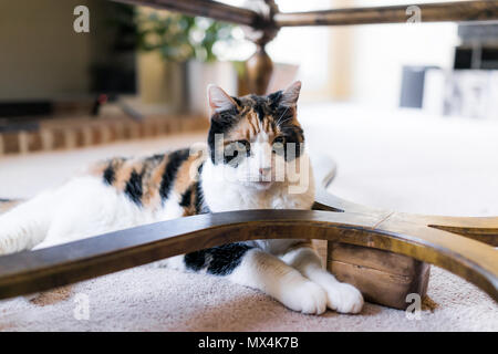 Nahaufnahme des Alten senior Calico Cat liegen unter der Tabelle auf Teppichboden im Zimmer mit Pupillenerweiterung, unglücklich wütenden Blick Stockfoto