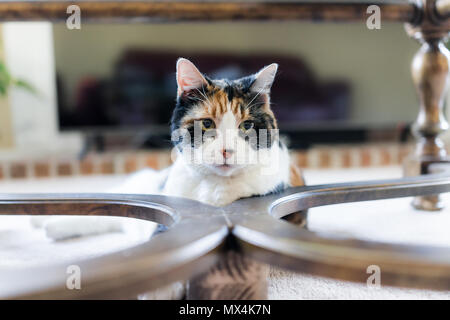 Nahaufnahme der Unglücklichen alten senior Calico Cat liegen unter der Tabelle auf Teppichboden im Zimmer mit Pupillenerweiterung, wütenden Blick Stockfoto