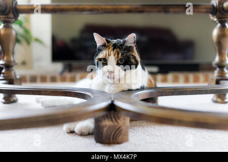 Nahaufnahme der unglücklichen Angry Old senior Calico Cat liegen unter der Tabelle auf Teppichboden im Zimmer mit Pupillenerweiterung, suchen Stockfoto