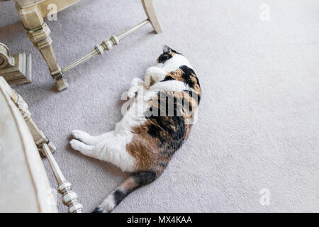 Nahaufnahme der faulen Calico Katze liegend auf dem Teppich im Haus Wohnzimmer mit Tisch und Stühlen Schlafzimmer Stockfoto