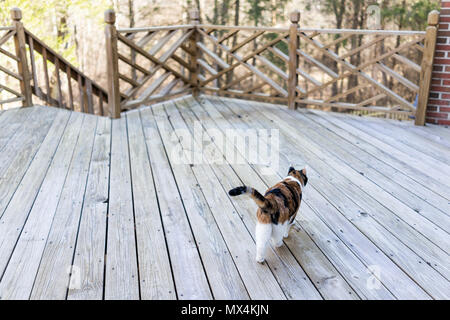 Calico Cat walking auf leer, große Holzterrasse Ausflüge auf der Terrasse, Terrasse, Garten Haus auf dem Boden Stockfoto