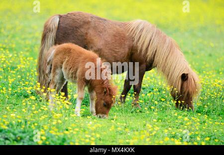 Shetland-Pony Stockfoto