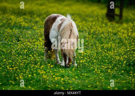 Shetland-Pony Stockfoto