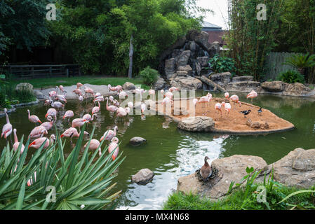 Flamingos und andere Vögel versammeln sich an einem Teich in Houston Zoo. Houston, Texas, USA. Stockfoto