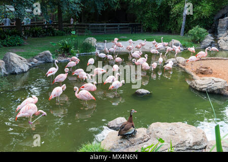 Flamingos und andere Vögel versammeln sich an einem Teich in Houston Zoo. Houston, Texas, USA. Stockfoto