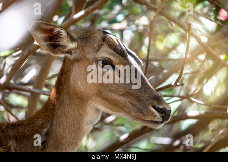 Red Deer Versteckt im Gebüsch Fotograf: Brian Duffy Stockfoto