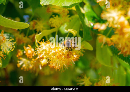 Bumblebee in Linden Blumen, in der Nähe von Bumble Bee Nektar sammeln, Honig Stockfoto