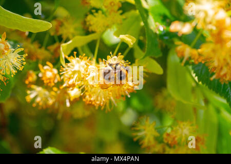 Bumblebee in Linden Blumen, in der Nähe von Bumble Bee Nektar sammeln, Honig Stockfoto