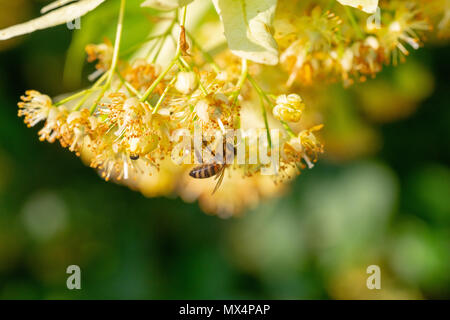 Honey Bee in Linden Blumen, Apis Carnica in Linden Blumen, in der Nähe von Bumble Bee Sammeln von Nektar, Honig, Biene bestäubt Stockfoto