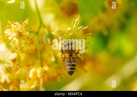 Honey Bee in Linden Blumen, Apis Carnica in Linden Blumen, in der Nähe von Bumble Bee Sammeln von Nektar, Honig, Biene bestäubt Stockfoto