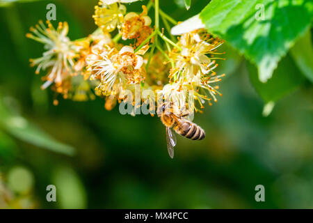 Honey Bee in Linden Blumen, Apis Carnica in Linden Blumen, in der Nähe von Bumble Bee Sammeln von Nektar, Honig, Biene bestäubt Stockfoto