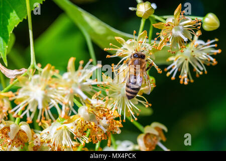 Honey Bee in Linden Blumen, Apis Carnica in Linden Blumen, in der Nähe von Bumble Bee Sammeln von Nektar, Honig, Biene bestäubt Stockfoto