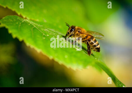 Bumblebee in Linden Blumen, in der Nähe von Bumble Bee Nektar sammeln, Honig Stockfoto