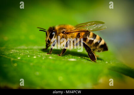 Bumblebee in Linden Blumen, in der Nähe von Bumble Bee Nektar sammeln, Honig Stockfoto