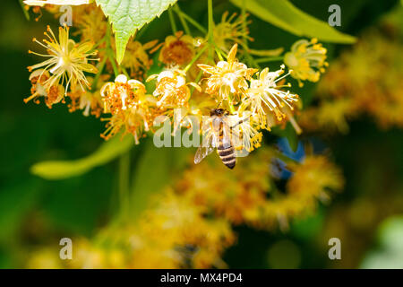 Bumblebee in Linden Blumen, in der Nähe von Bumble Bee Nektar sammeln, Honig Stockfoto