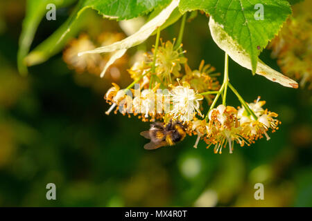 Bumblebee in Linden Blumen, in der Nähe von Bumble Bee Nektar sammeln, Honig Stockfoto