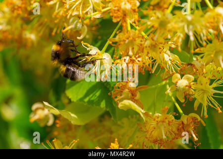 Bumblebee in Linden Blumen, in der Nähe von Bumble Bee Nektar sammeln, Honig Stockfoto