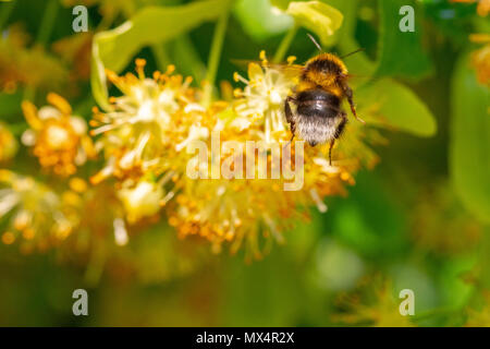 Bumblebee in Linden Blumen, in der Nähe von Bumble Bee Nektar sammeln, Honig Stockfoto