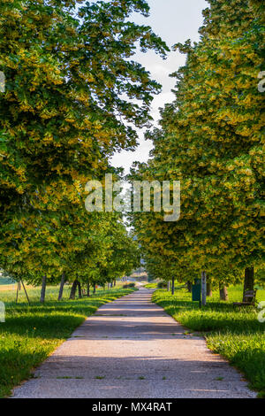 Frühling, Sommer Landschaft, linden Gasse in der Sonne, Wanderweg in Nature Park. Zweige von Bäumen hängen über den Pfad, Slovenska Bistrica, Slowenien Stockfoto