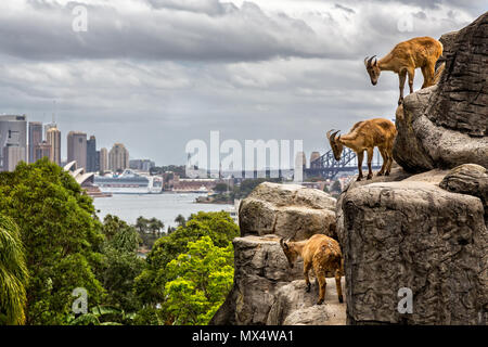 Drei Bergziegen mit Sydney Opera House und die Harbour Bridge in Tarongo Zoo, Sydney, NSW < Australien am 19. Dezember 2014 getroffen Stockfoto