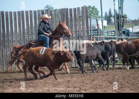 Cowboy Lenkung Vieh. Central Alberta Team Penning Association, Robson Arena, Carstairs, Alberta. Stockfoto