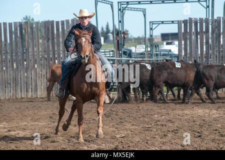 Cowboy Lenkung Vieh. Central Alberta Team Penning Association, Robson Arena, Carstairs, Alberta. Stockfoto