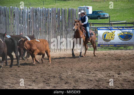 Cowgirl Lenkung Vieh. Central Alberta Team Penning Association, Robson Arena, Carstairs, Alberta. Stockfoto