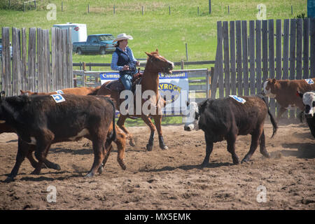 Cowgirl Lenkung Vieh. Central Alberta Team Penning Association, Robson Arena, Carstairs, Alberta. Stockfoto