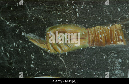 223 Fresken von St. Nikolaus von Varoš 0299 Stockfoto