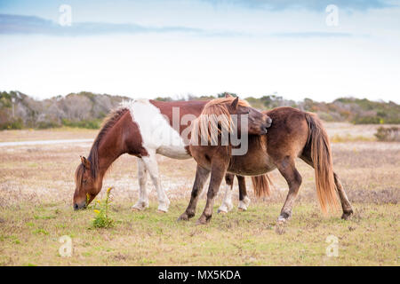 Zwei wilde Ponys bei Assateague Island National Seashore in Maryland Stockfoto