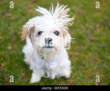 Einen kleinen Mischling Hund in ein Bad Hair Day mit krauses, verwehten Fell Stockfoto