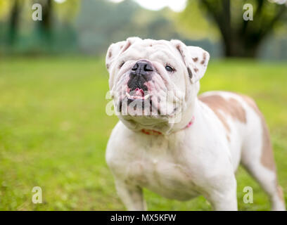 Eine reinrassige Englische Bulldogge mit einem unterbiss Stockfoto