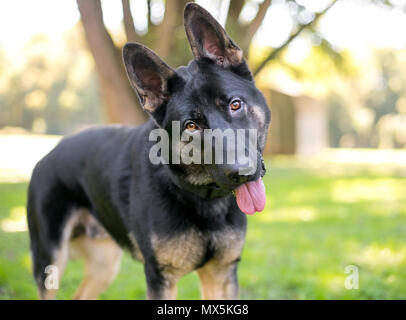 Ein Black and tan Deutscher Schäferhund Hören mit einem Kopf neigen Stockfoto